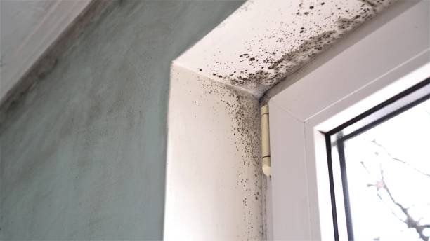 Asbestos and Lead Testing During Mold Inspection in East Aurora, NY